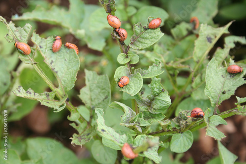 Red larva of the Colorado potato beetle eats potato leaves. Leptinotarsa decemlineata on potato plants