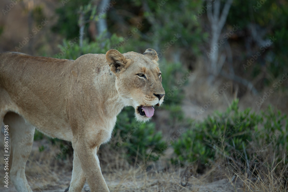 A large pride of lions starting to awake before a night of hunting in the bushveld of the greater kruger national park. A large pride of lions starting to awake before a night of hunting in the bushveld of the greater kruger national park.