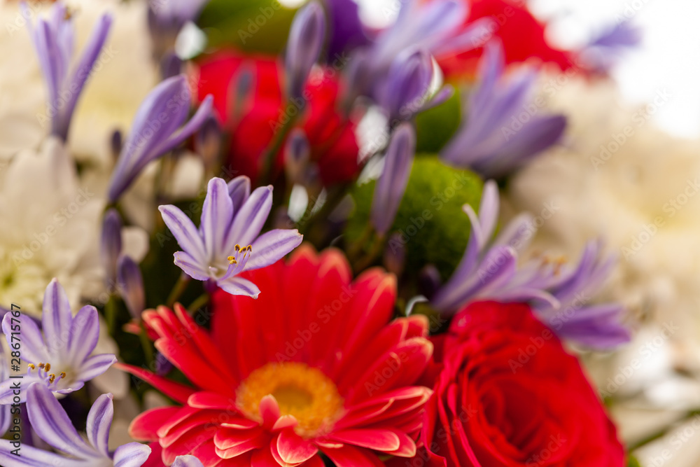 Lily of the Nile (Agapanthus) with assorted flowers in the background