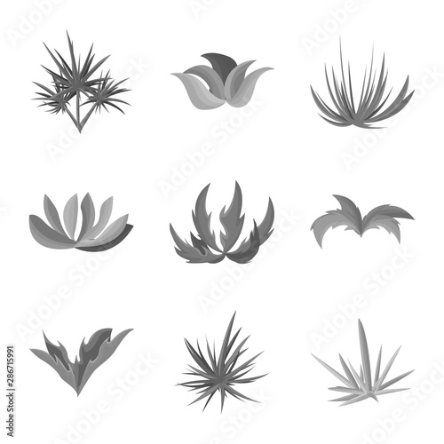 Fototapeta Naklejka Na Ścianę i Meble -  Vector design of foliage and floral sign. Collection of foliage and summer stock symbol for web.