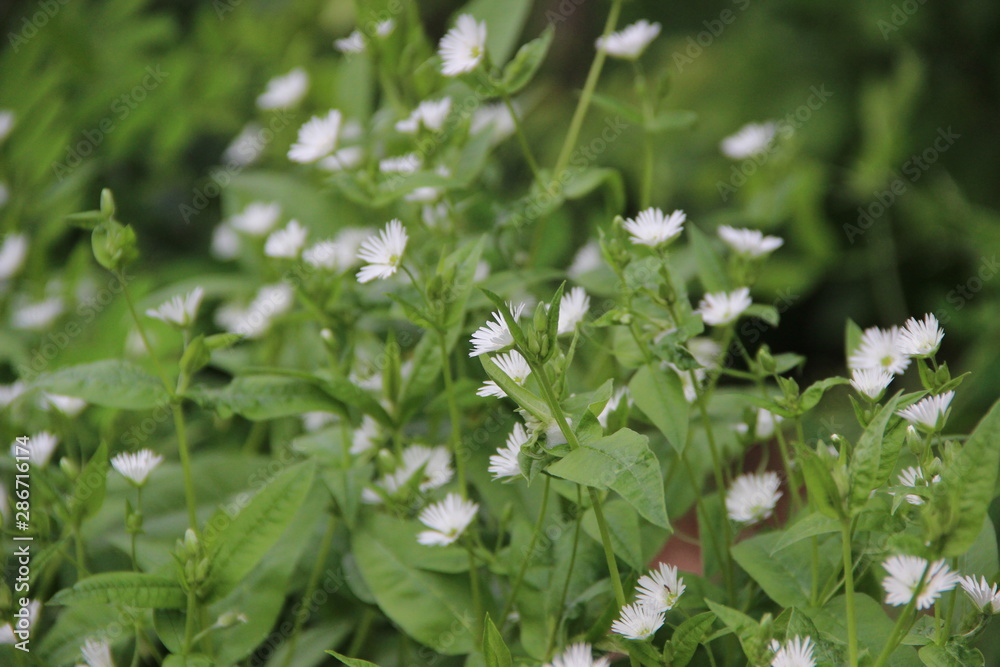 Flowers Flowers