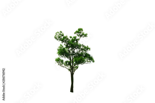 the brown  tree with branch and green leaves on white background isolated