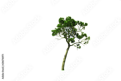 the tilted tree with branch and green leaves on white background isolated