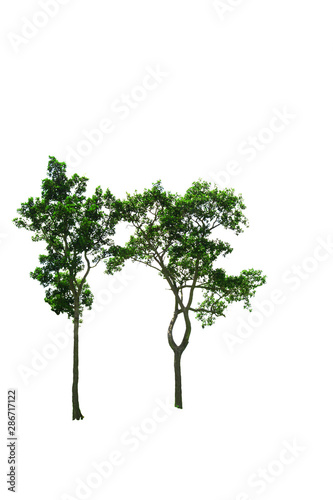 the brown  trees with branch and green leaves on white background isolated