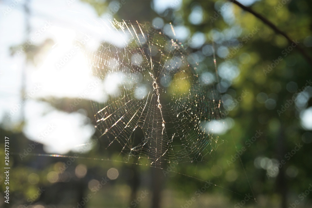 Spider web with blurred background.