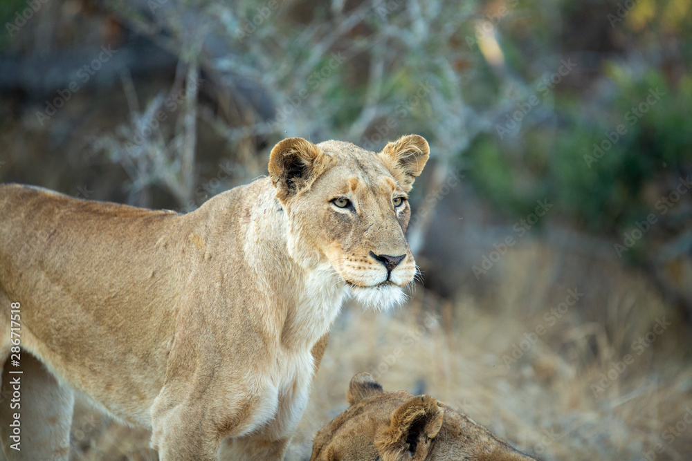 Naklejka premium A large pride of lions starting to awake before a night of hunting in the bushveld of the greater kruger national park.