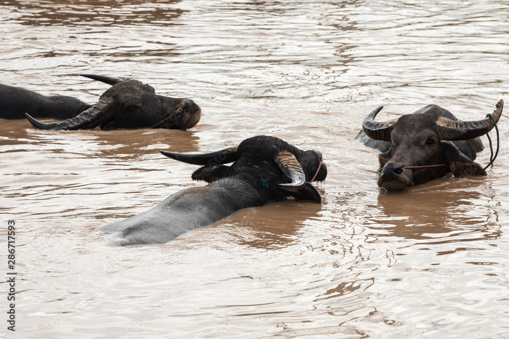 Fototapeta premium herd of buffalo playing water at morass