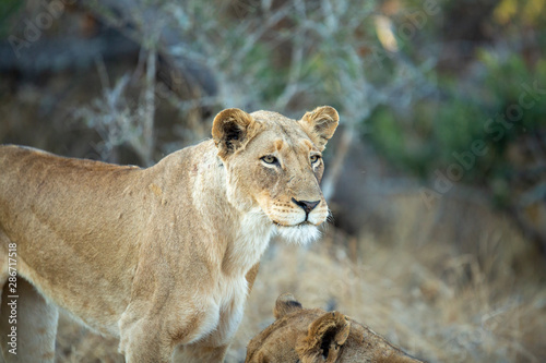 A large pride of lions starting to awake before a night of hunting in the bushveld of the greater kruger national park.