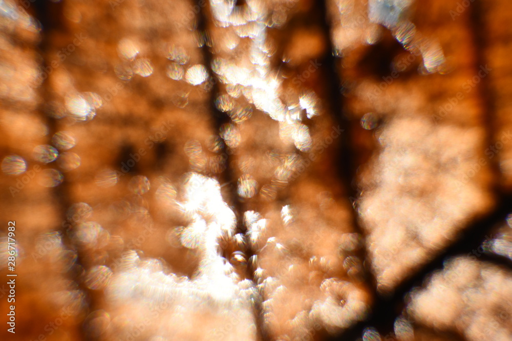 absract of dry leaf,summer sunlight,autumn concept absract of dry leaf,summer sunlight,autumn concept