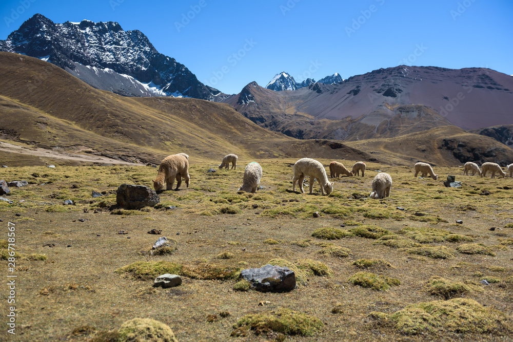 Fototapeta premium Alpaca grazing in the highlands of the Andes near the Rainbow Mountain and Red Valley, Peru