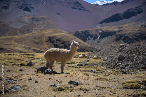 Alpaca grazing in the highlands of the Andes near the Rainbow Mountain and Red Valley  Peru