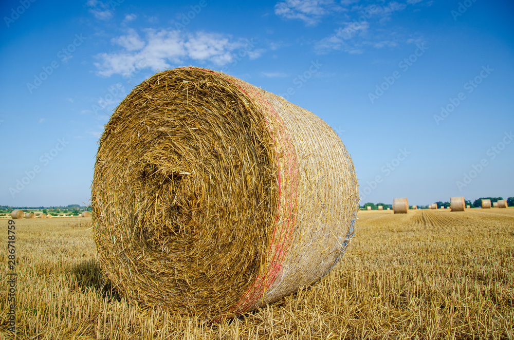 Rolled up hay bales on wheat field or dry meadow after harvest in rural agricultural area.