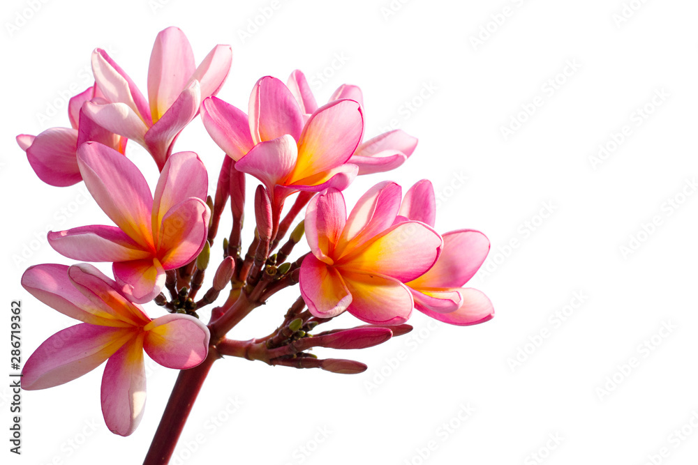 Several realistic white-yellow plumeria (frangipani) flowers with green leaves isolated on white background