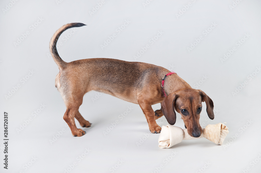 Young red-haired dachshund plays with a bone in the studio on a white background Young red-haired dachshund plays with a bone in the studio on a white background