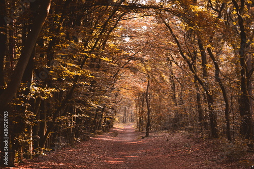 Path trail in the autumn forest tunnel of light