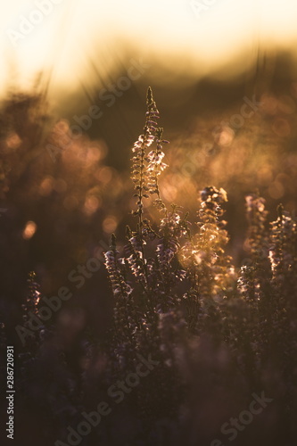 Heath heather moor backlit during sunset