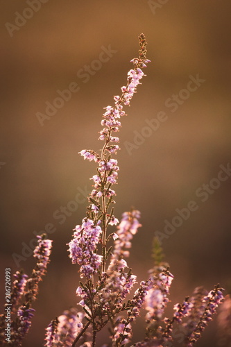 Lonely pink purple heather heath moor during sunset 