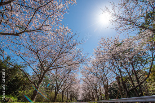 桜