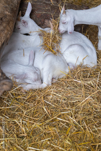 Baby goats sleep in the straw on Zoetwourde farm, Netherlands