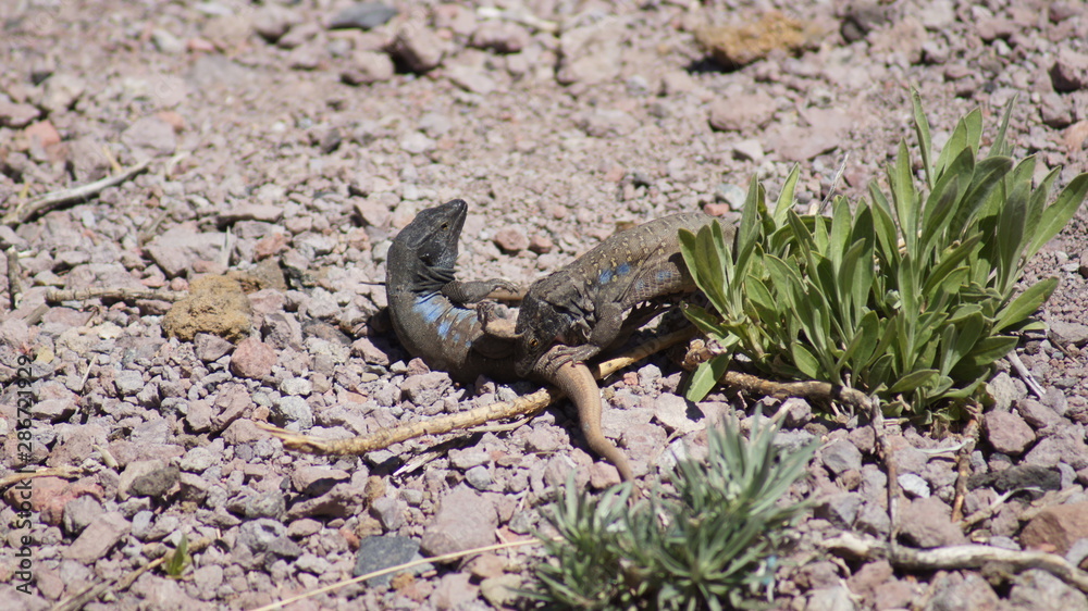 Fototapeta premium Lizard fight