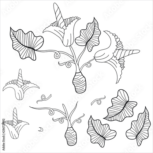 Set Hand drawn Vector illustration Colocasia esculenta. Taro. Japanese Potato