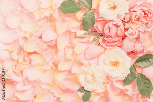 rose flowers and petals background