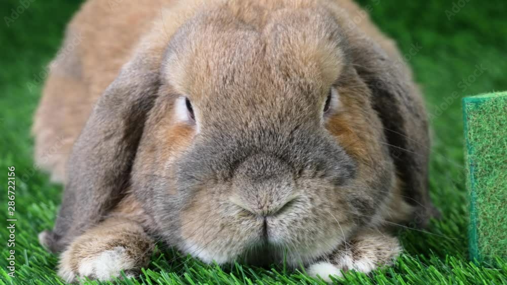 A lop-eared rabbit of a dwarf ram breed sits on a lawn and looks at the camera. The word eco is laid out from three-dimensional letters on the grass. A lop-eared rabbit of a dwarf ram breed sits on a lawn and looks at the camera. The word eco is laid out from three-dimensional letters on the grass.