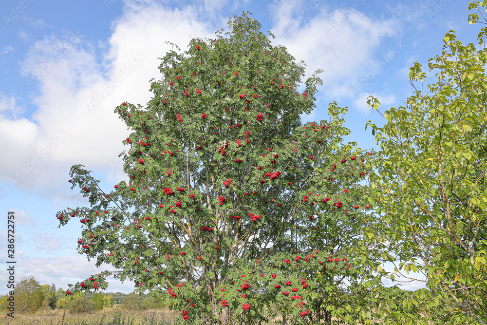 Ripe bunches of red mountain ash