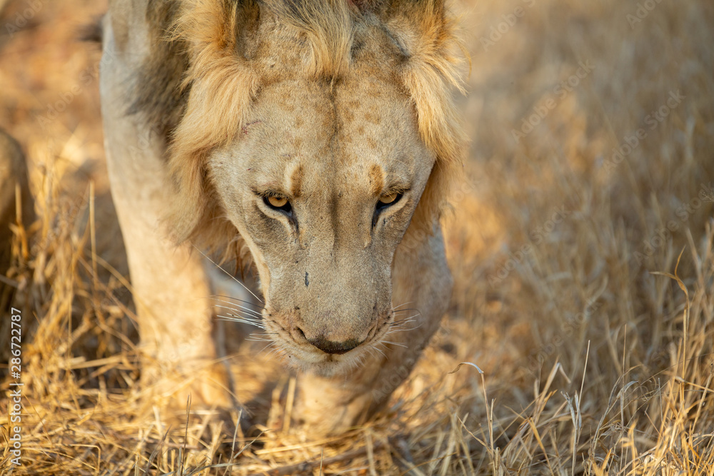 Young male lions with their sister finishing up a kill they stole from their mother. Young male lions with their sister finishing up a kill they stole from their mother.