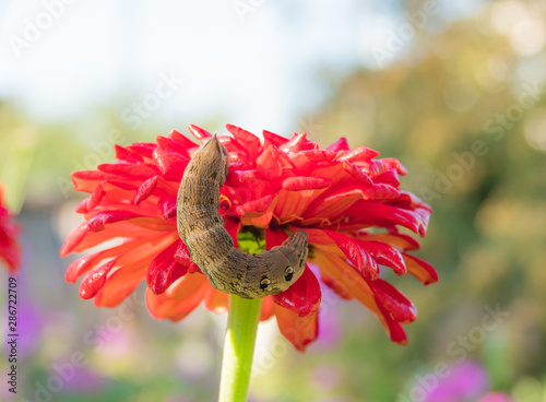 red flower in garden photo