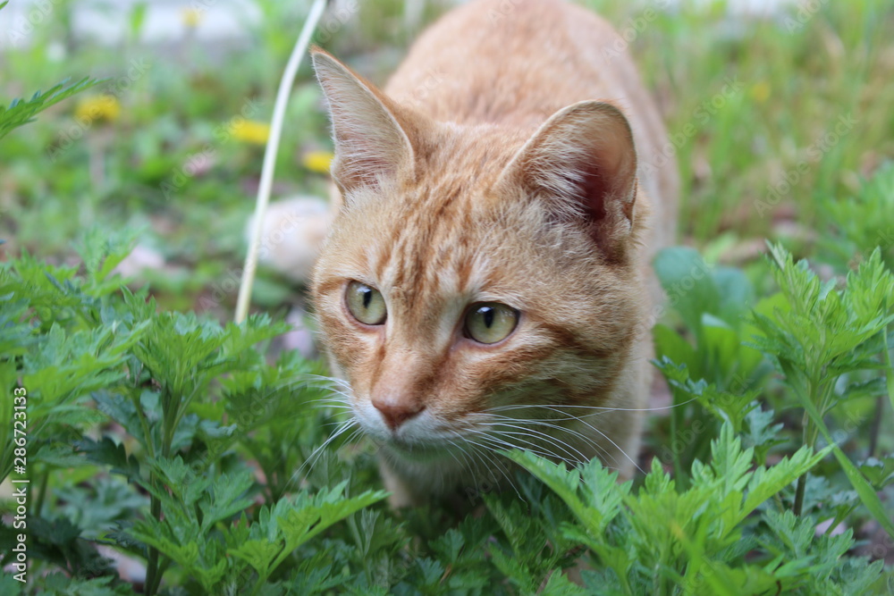 にらむ猫 にらむ猫