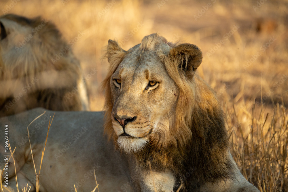 Young male lions with their sister finishing up a kill they stole from their mother. Young male lions with their sister finishing up a kill they stole from their mother.