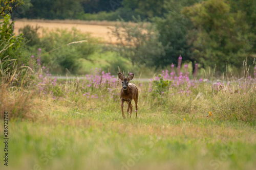 Deer in the grass of the forest. Roe deer chewing green leaves