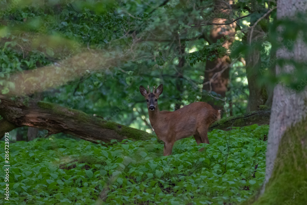 Fototapeta premium Deer in the forest. Deer in the forest looking into the camera