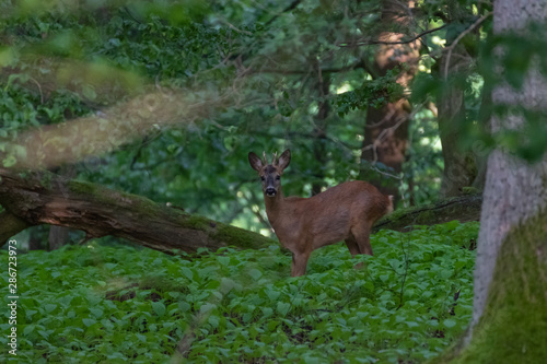 Deer in the forest. Deer in the forest looking into the camera