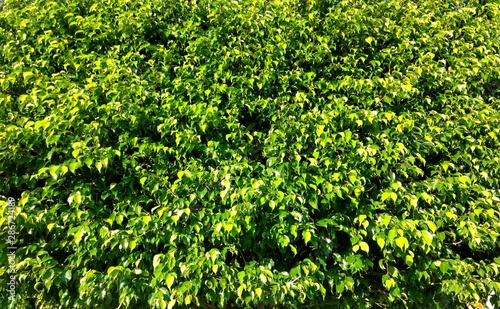 Beautiful wall of green leaves on sunny day, perfect to be used as text background. natural concept