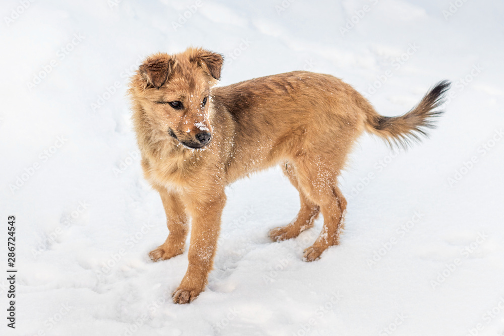 Young dog in the snow. Animals in winter_