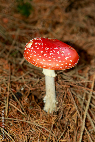 beautiful, red inedible mushroom, fly agaric, in the forest among the dry needles, close-up, square