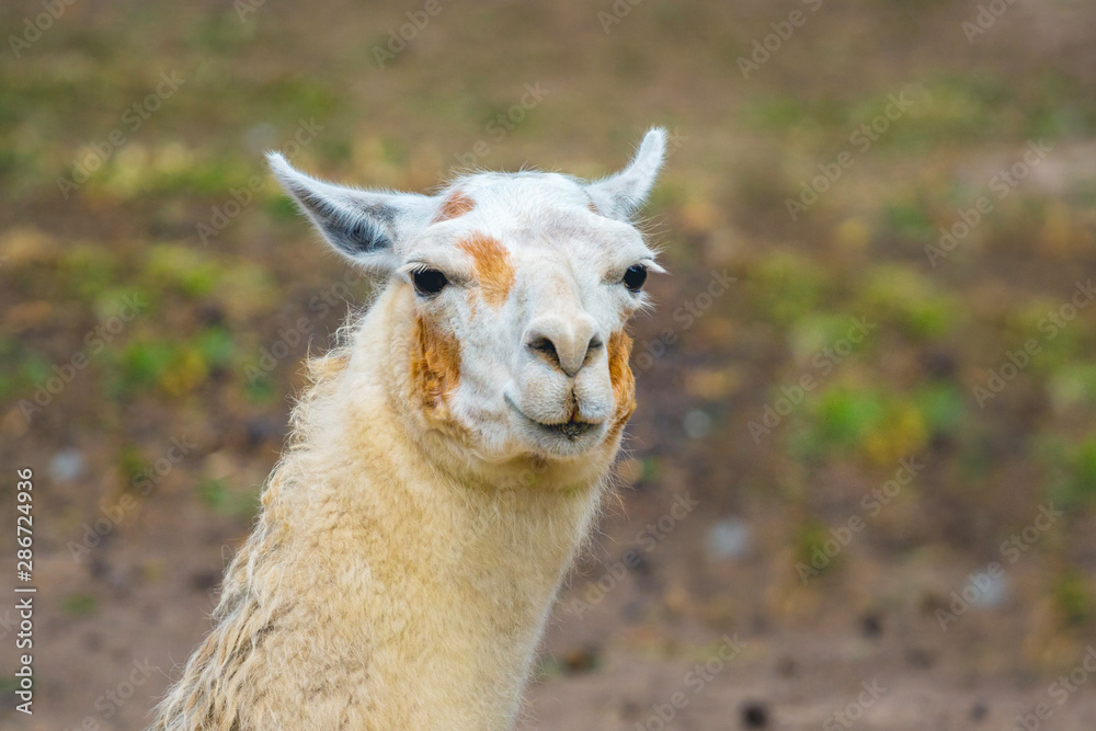 Closeup portrait of white llama on blurred background_