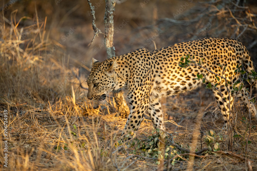 Naklejka premium Young female leopard stalking and hunting a little scrub hare then feeding on it. l