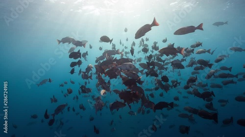 Huge school of red snapper spawning in early morning light photo