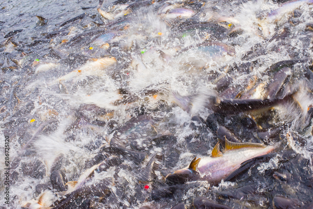 A photo view of the fish groups fighting for food competition