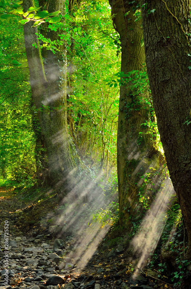 Obraz premium Forest Fog Sun