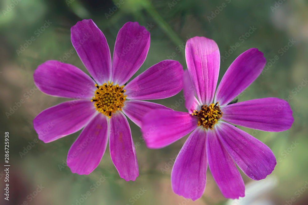 pink cosmos flower in summer garden