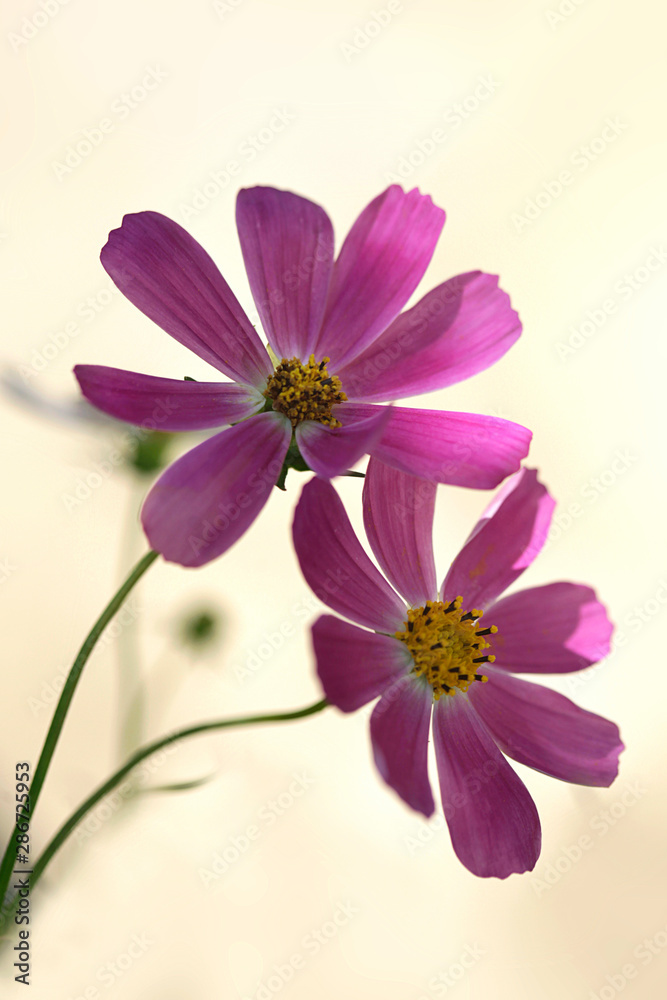 pink cosmos flower in summer garden