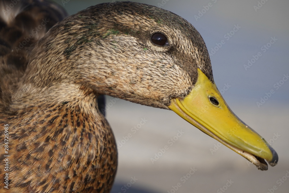 female duck portrait closeup on blurred natural background. wild duck on city lake on warm summer day female duck portrait closeup on blurred natural background. wild duck on city lake on warm summer day