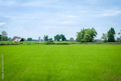 Green Rice Field in Thailand © byjeng