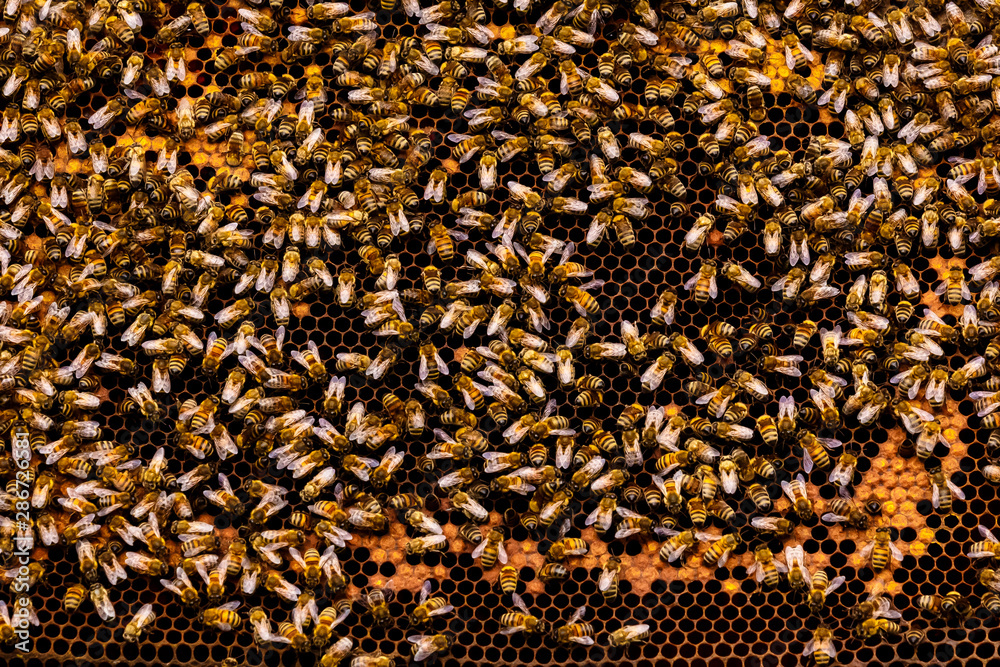 Bee farm, honeycomb, bees nesting in the farm. Bee farm, honeycomb, bees nesting in the farm.