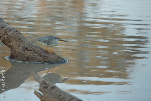 Green Backed Heron stalking fish from a log in the water