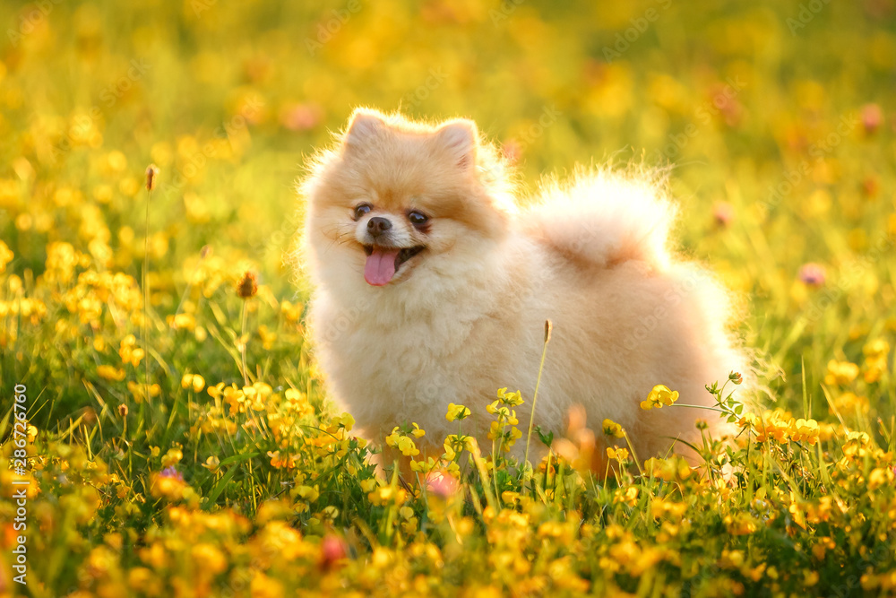 Beautiful Pomeranian dog walks on the lawn in the Park Beautiful Pomeranian dog walks on the lawn in the Park